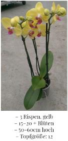 Phalaenopsis gelb, mindestens 15 Blüten