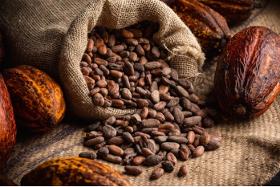Farm-to-Bar Bio-Kakaobohnen: Nachhaltig, Fair & Hochwertig
